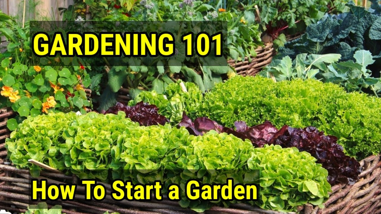 Gardening 101: Plant Your First Garden in 7 Easy Steps.